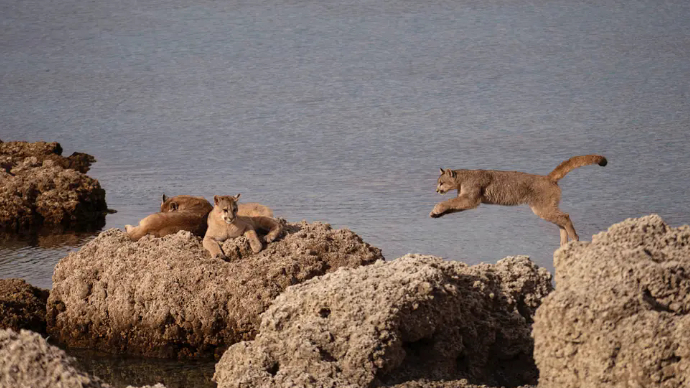 书坊｜《重回荒野》：在万物共生中寻找人类的未来