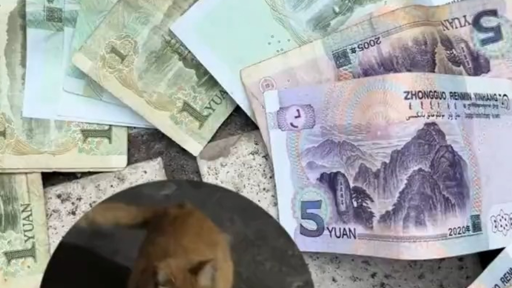 女子拜完财神爷后，家中连续多日出现现金，竟是自家猫从邻居家偷偷叼来的