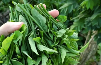 国家卫健委：“大量食用野菜排毒”“泡浓茶祛湿”都不正确