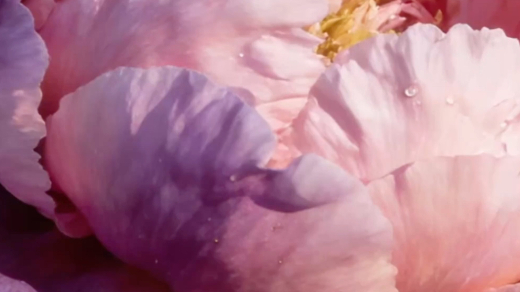 微纪录·新春走基层丨科学“辣手催花”，国花牡丹在威海迎春绽放