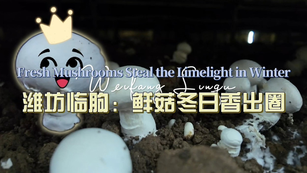 视听山东丨潍坊临朐：鲜菇冬日香出圈
