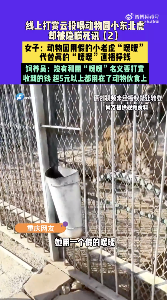 河南濮阳市中心动物园隐瞒小老虎死讯，用录屏冒充直播，欺骗粉丝打赏，官方通报