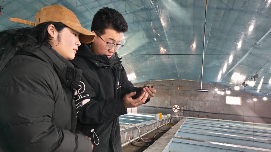 新春走基层丨年育150多万尾，青岛“00后”情侣跨界养海马