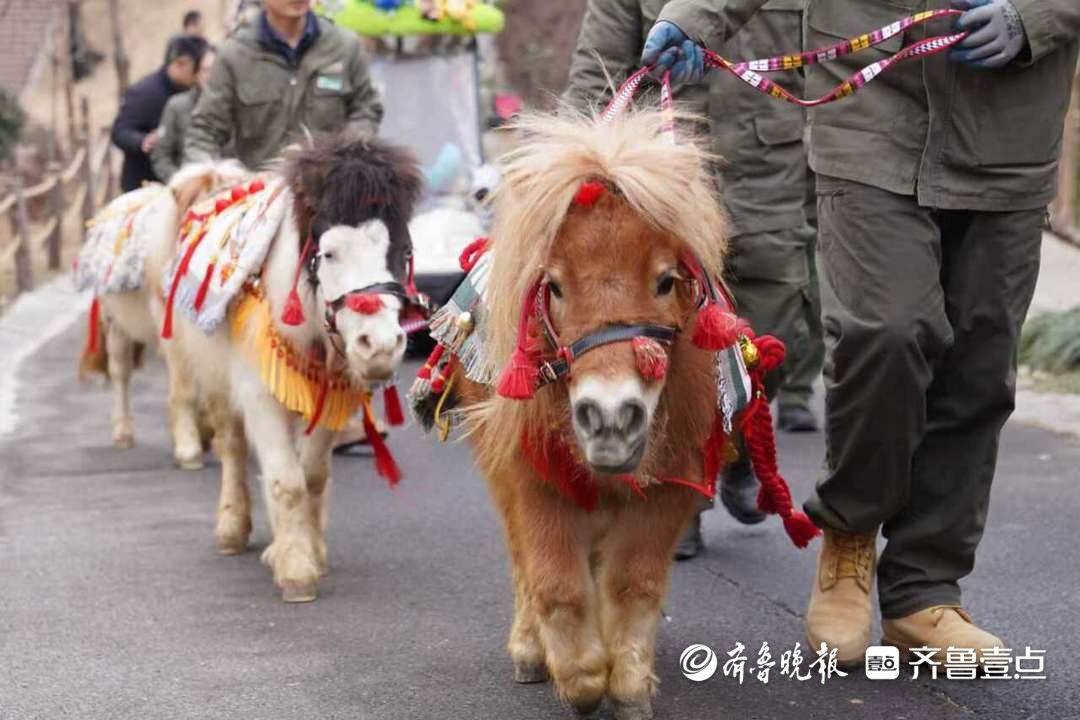 生肖属马游客免费游园！来青岛森林野生动物世界解锁马年新体验