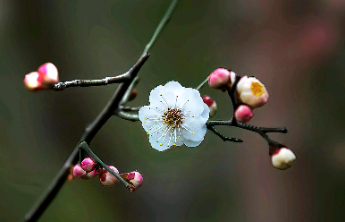 壹点日历2.12|早安！走好脚下每一步，就是生命最美的风景