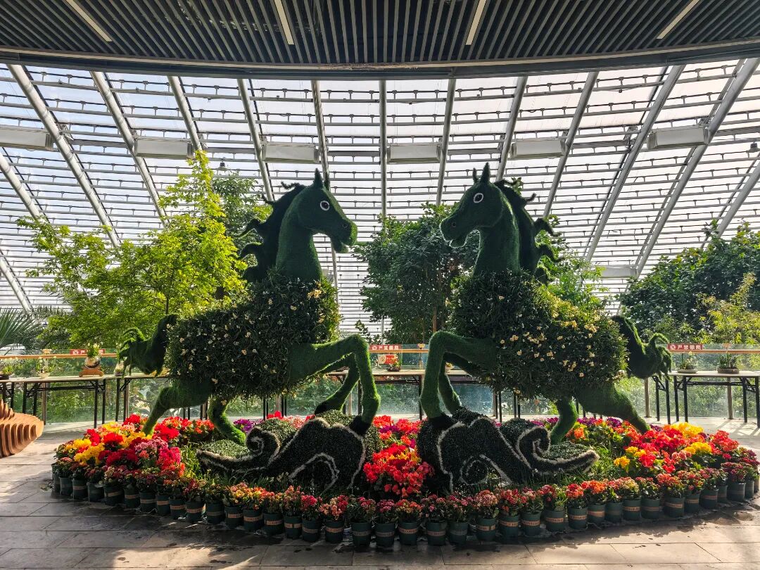 济南新春水仙花展邀您共赏花艺盛宴