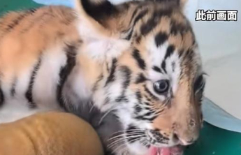 动物园隐瞒老虎死讯直播骗赏，“云投喂”不能变成“云欺骗”