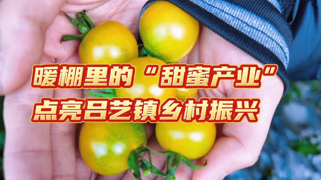 新春走基层|暖棚里的“甜蜜产业”，点亮吕艺镇乡村振兴