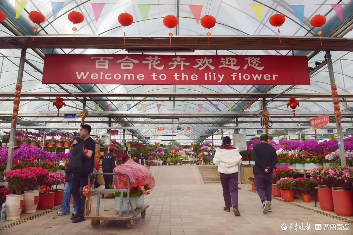 新春随手拍|花香迎新春， “百合”花热销