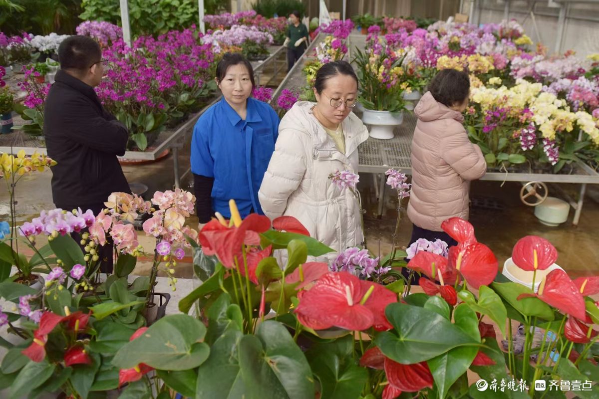 新春随手拍|花香迎新春， “百合”花热销