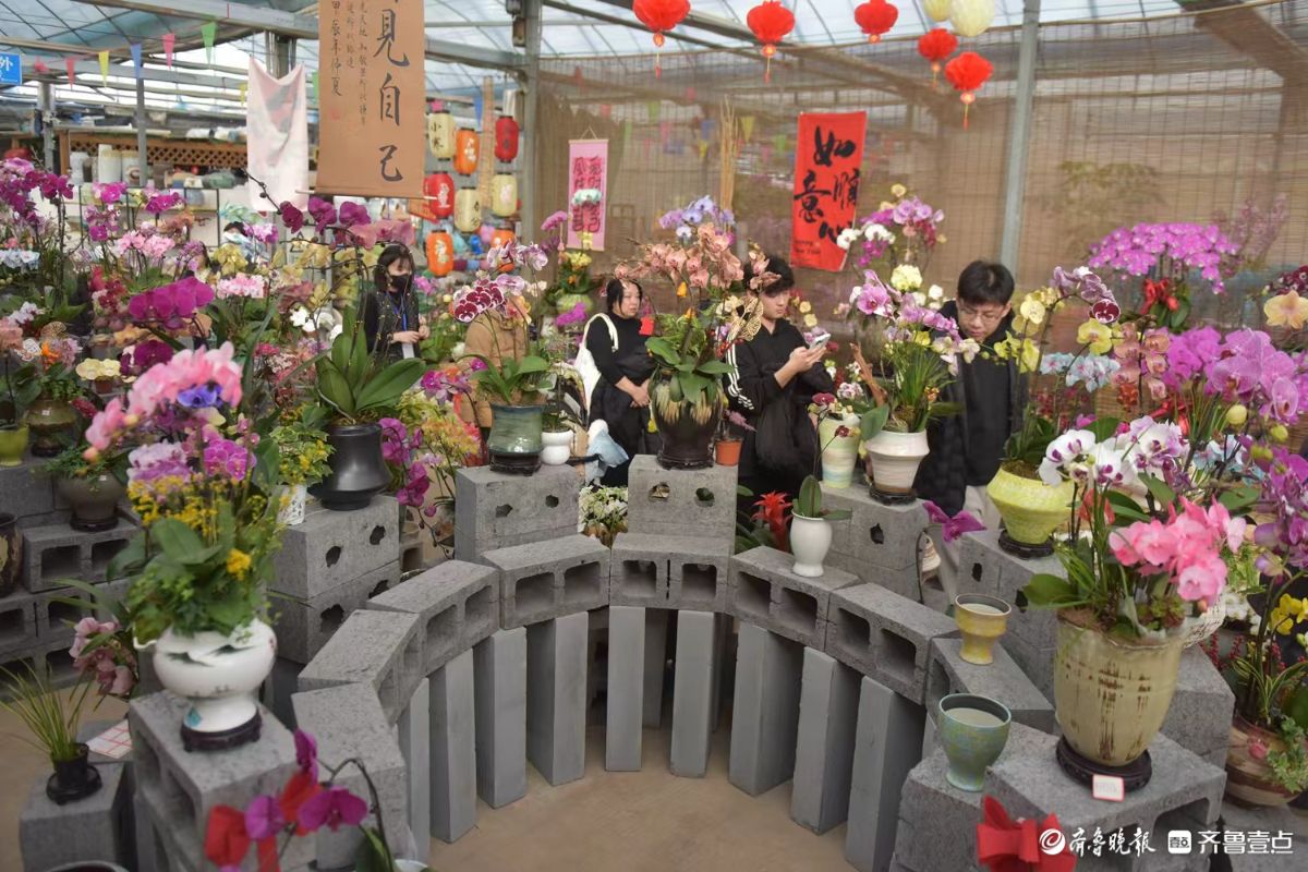 新春随手拍|花香迎新春， “百合”花热销