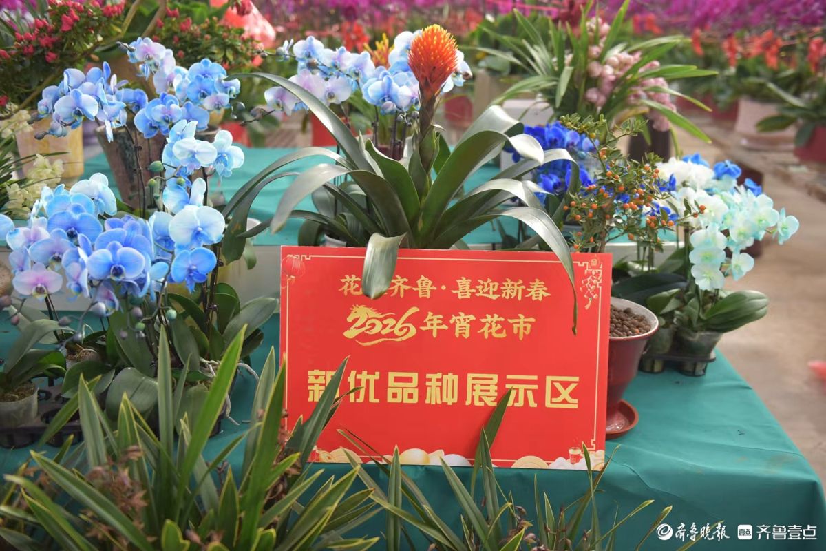 新春随手拍|花香迎新春， “百合”花热销