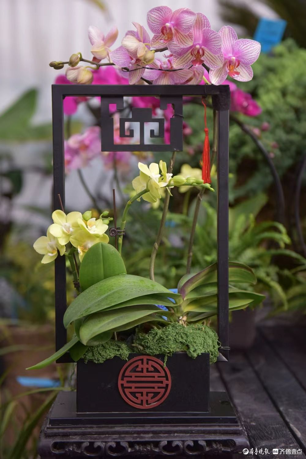 新春随手拍|花香迎新春， “百合”花热销