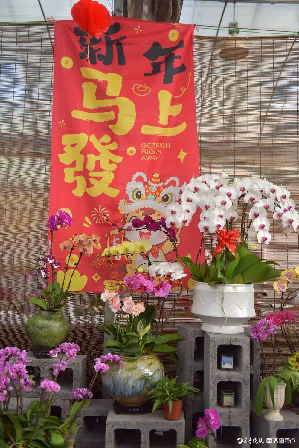 新春随手拍|花香迎新春， “百合”花热销