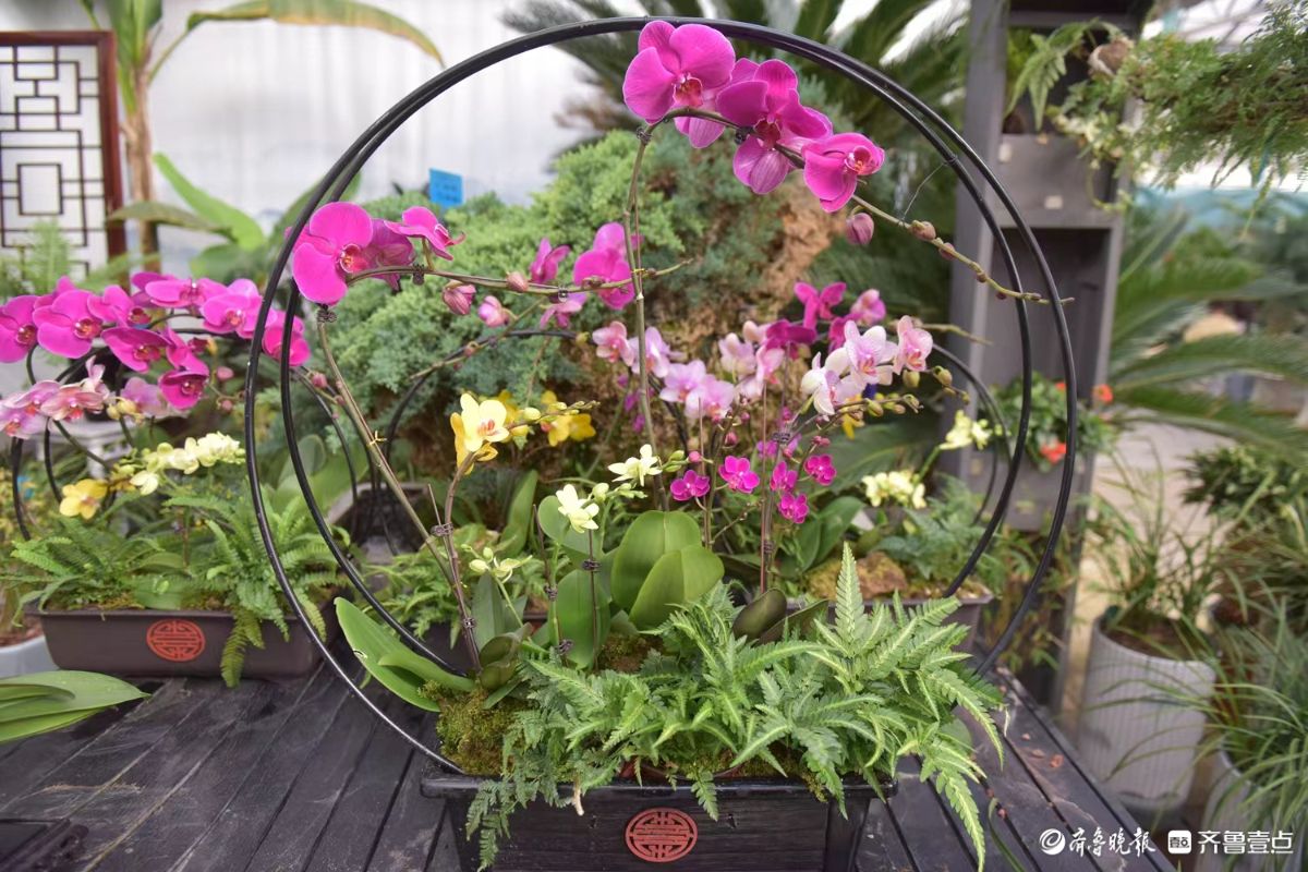 新春随手拍|花香迎新春， “百合”花热销