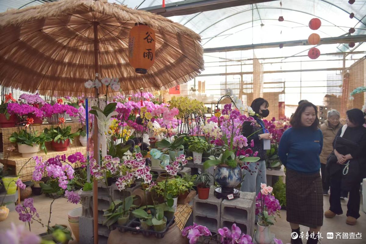 新春随手拍|花香迎新春， “百合”花热销