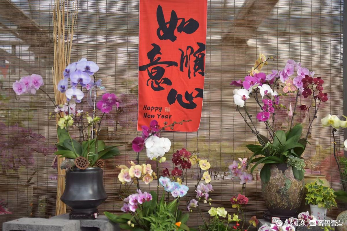 新春随手拍|花香迎新春， “百合”花热销