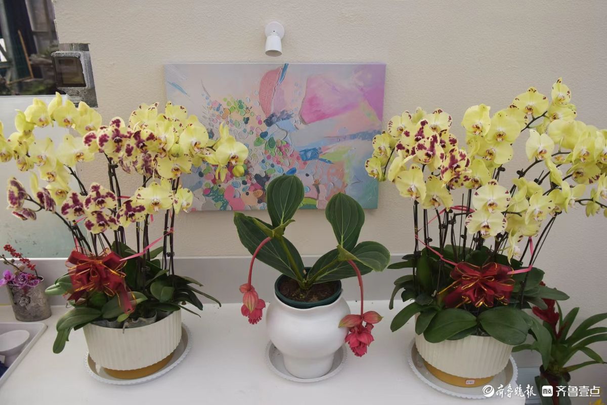 新春随手拍|花香迎新春， “百合”花热销