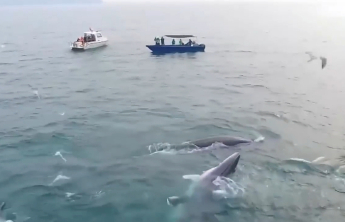 涠洲岛网红鲸鱼“刀疤哥”被撞，要给自然的不确定留出空间
