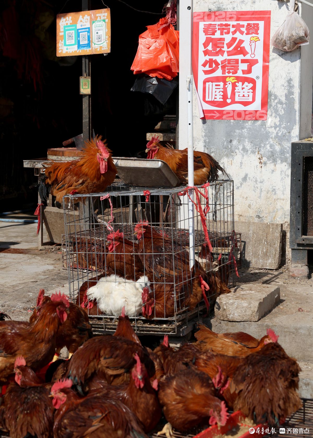 新春随手拍|挂灯笼赶年集，年味就这样有了