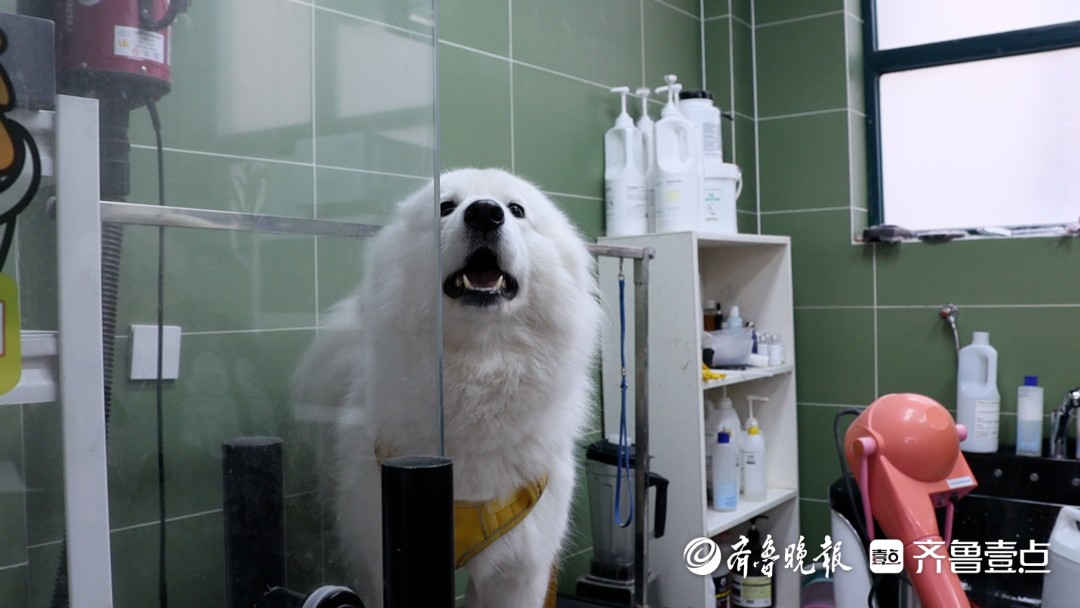 新春走基层丨萌宠经济升温，春节临近日照宠物美容“一位难求”