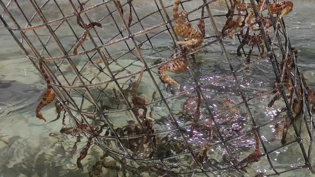 新春走基层丨海马竟是“宅男”？除了吃，全天挂机不动弹！