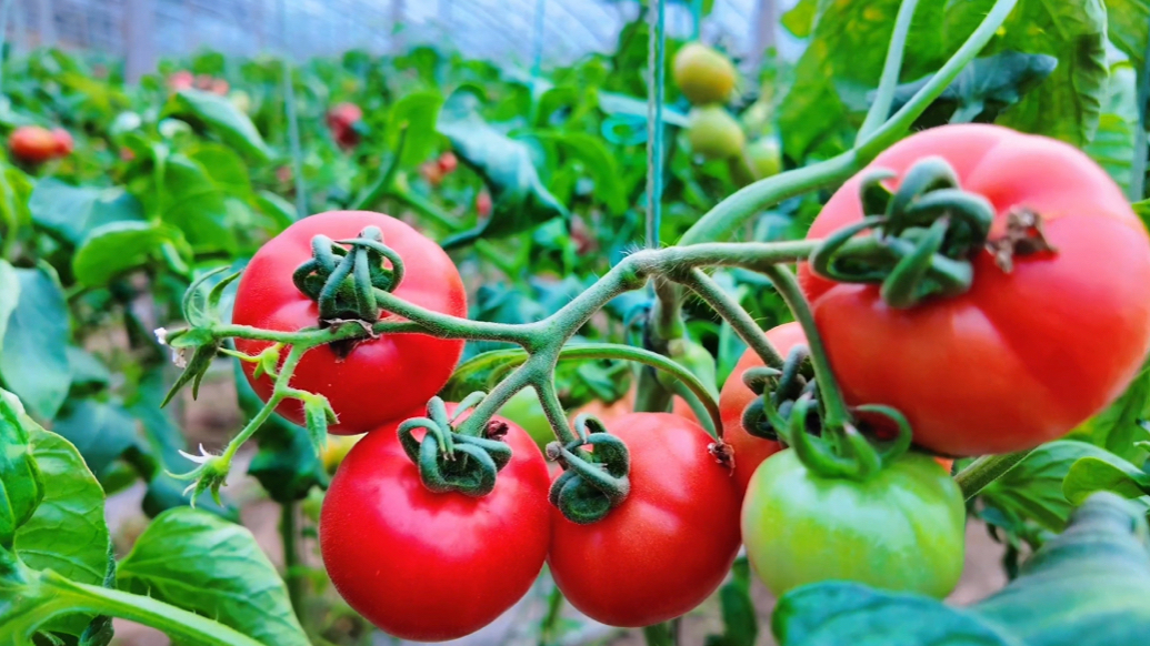 新春走基层|科技副镇长牵线搭桥，店子镇西红柿闯出国际市场