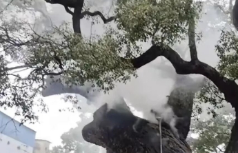 放爆竹引燃千年古树，“熊孩子”给大人们上了一课