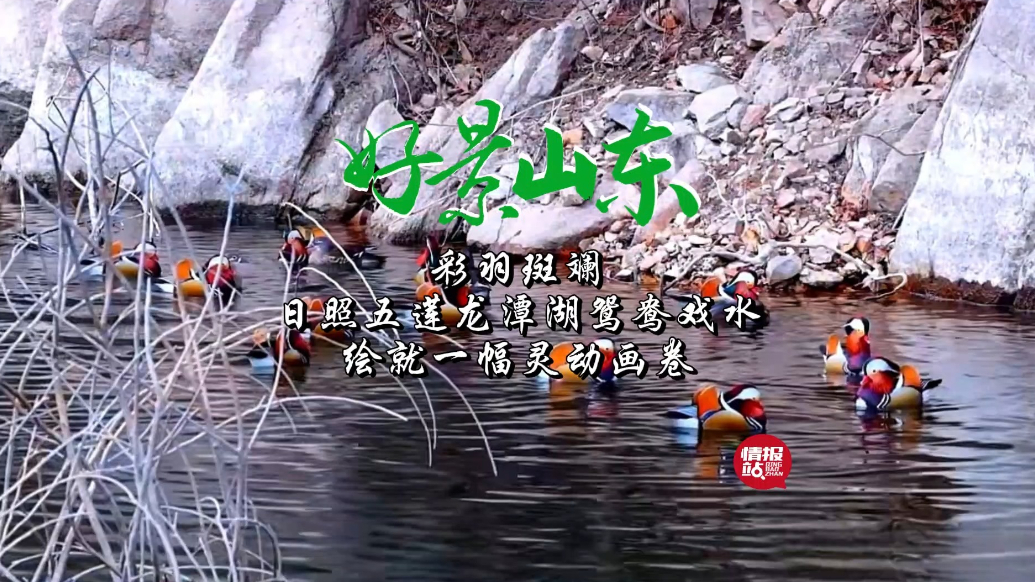 果然视频·好景山东|日照五莲龙潭湖鸳鸯戏水，绘就一幅灵动画卷
