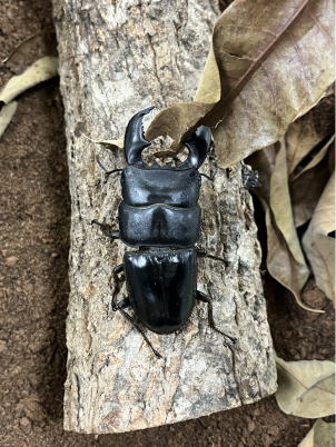 虫鸣探秘活体自然博物馆落地济南 打造沉浸式自然科普新地标