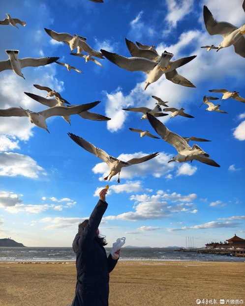 新春随手拍|喂海鸥(手机摄影)