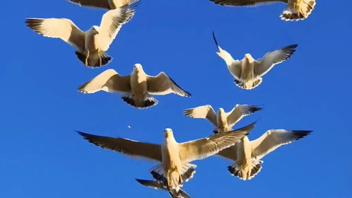 新春随手拍|人鸥共欢在仙境