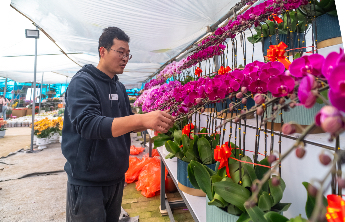 新春走基层|郭林清13年守“花”，让年味与花香撞个满怀