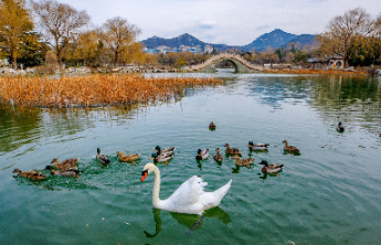 壹点日历2.15|日子清宁安稳，岁月温柔静好！假期愉快