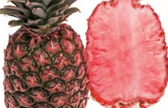 新知|果蔬也会72变！粉色菠萝与爆米花番茄到底啥味道？