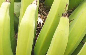 新知|青香蕉3天变黄,是“科技与狠活”吗?