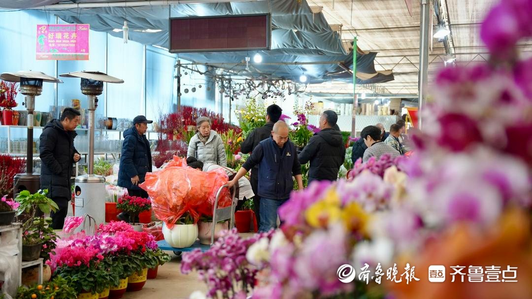 新春走基层｜从25元蝴蝶兰到千元花艺，青岛年味藏在花香里