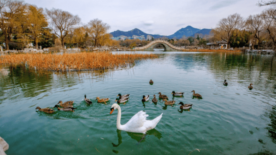 2月14日最佳情报|候鸟翩跹春意浓，大集热闹非凡满满烟火气！