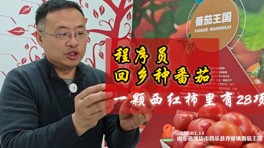 微纪录·新春走基层|程序员回乡10年，种出一个“番茄王国”