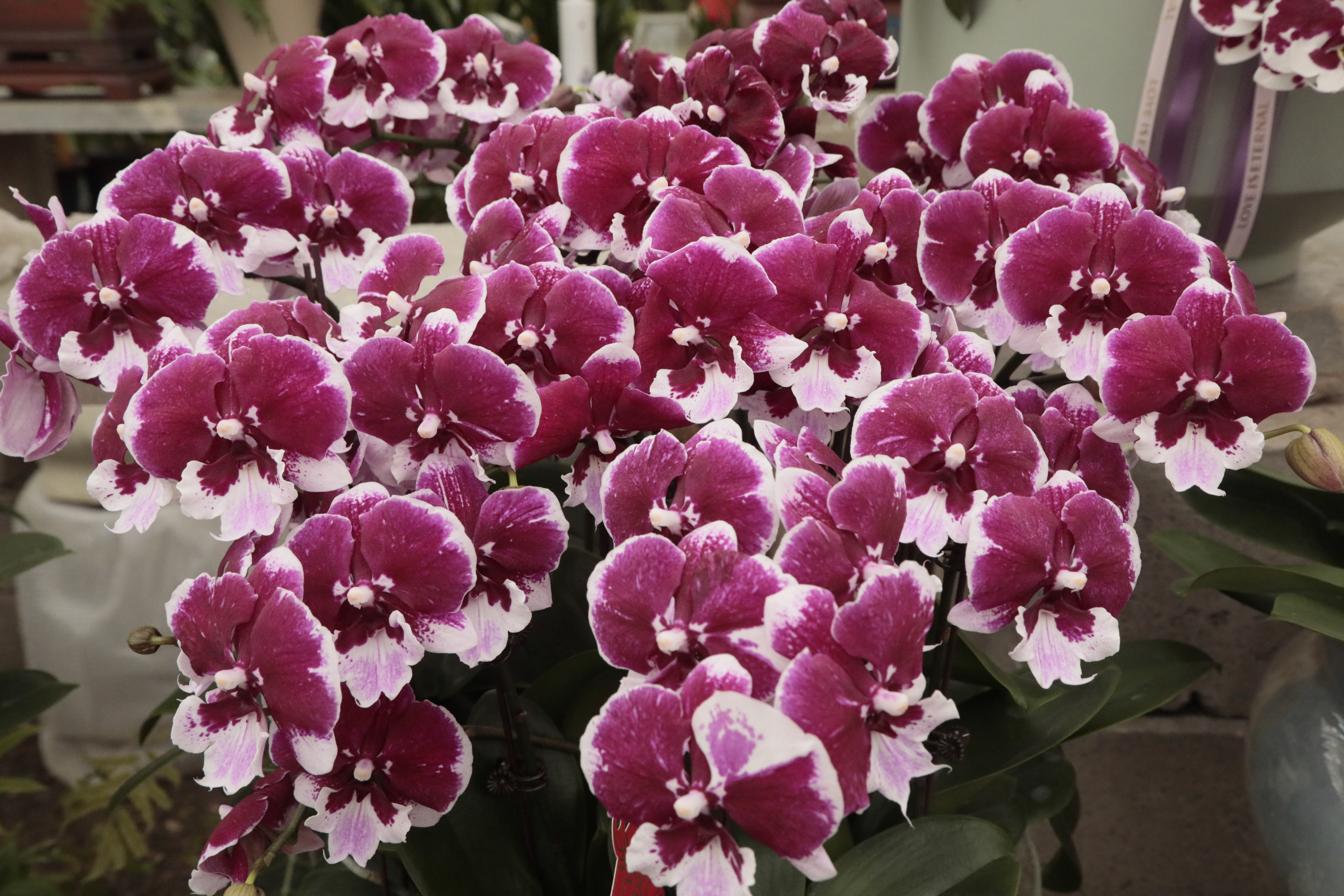 山东新泰：花香裹年味！年宵花点燃新春消费热潮