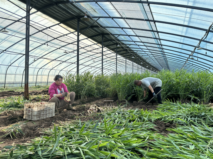 新春走基层·潍坊安丘｜特色果蔬抢“鲜”机 优质农品闯高端