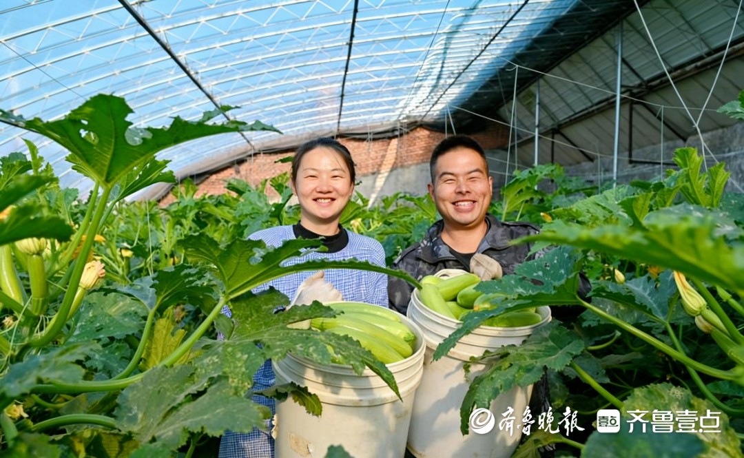 新春走基层｜五莲县许孟镇：一棵西葫芦的新春“致富路”