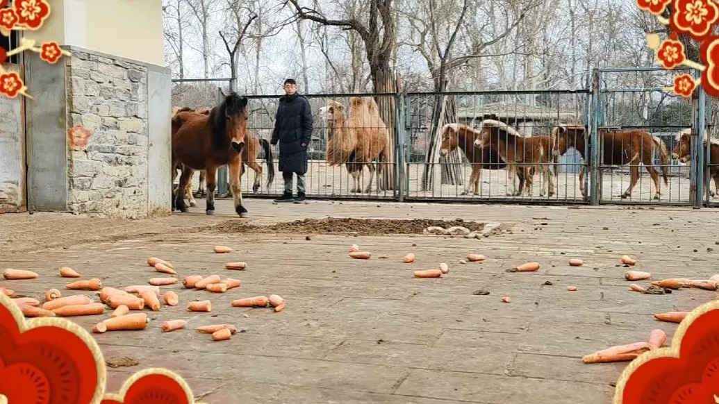 果然视频 | 动物视界（474）动物园马儿们的“年夜饭”