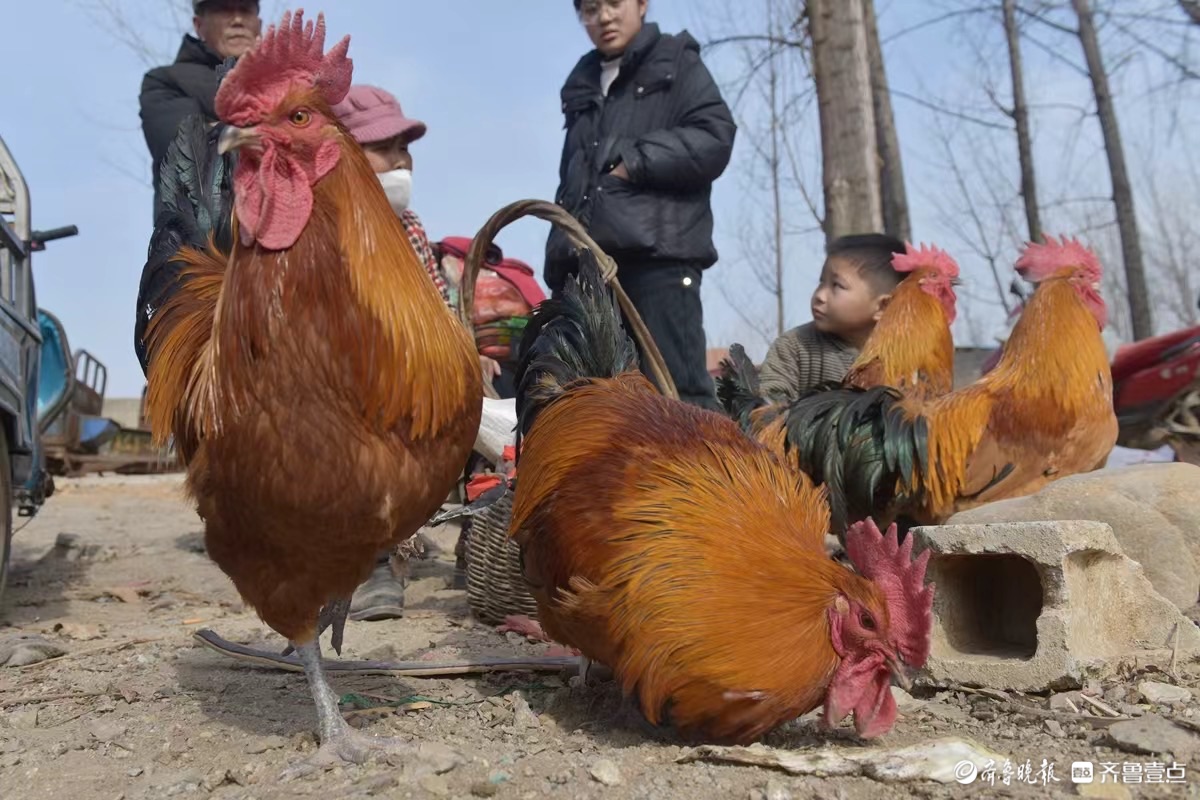 新春随手拍｜铜口大集年味浓