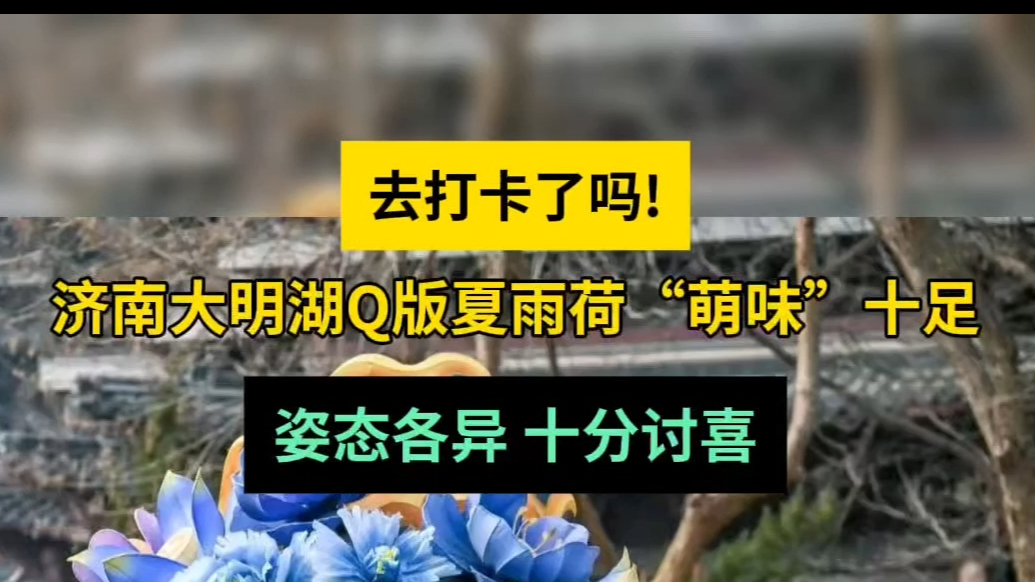 壹粉过大年|济南大明湖Q版夏雨荷萌味十足，姿态各异十分讨喜