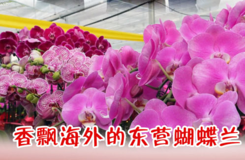 海报·新春走基层|香飘海外的东营蝴蝶兰