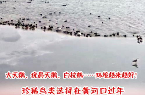 海报·新春走基层|珍稀鸟类选择在黄河口过年