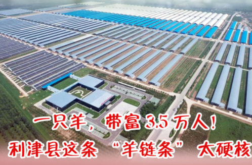 海报·新春走基层|一只羊,带富 3.5 万人!