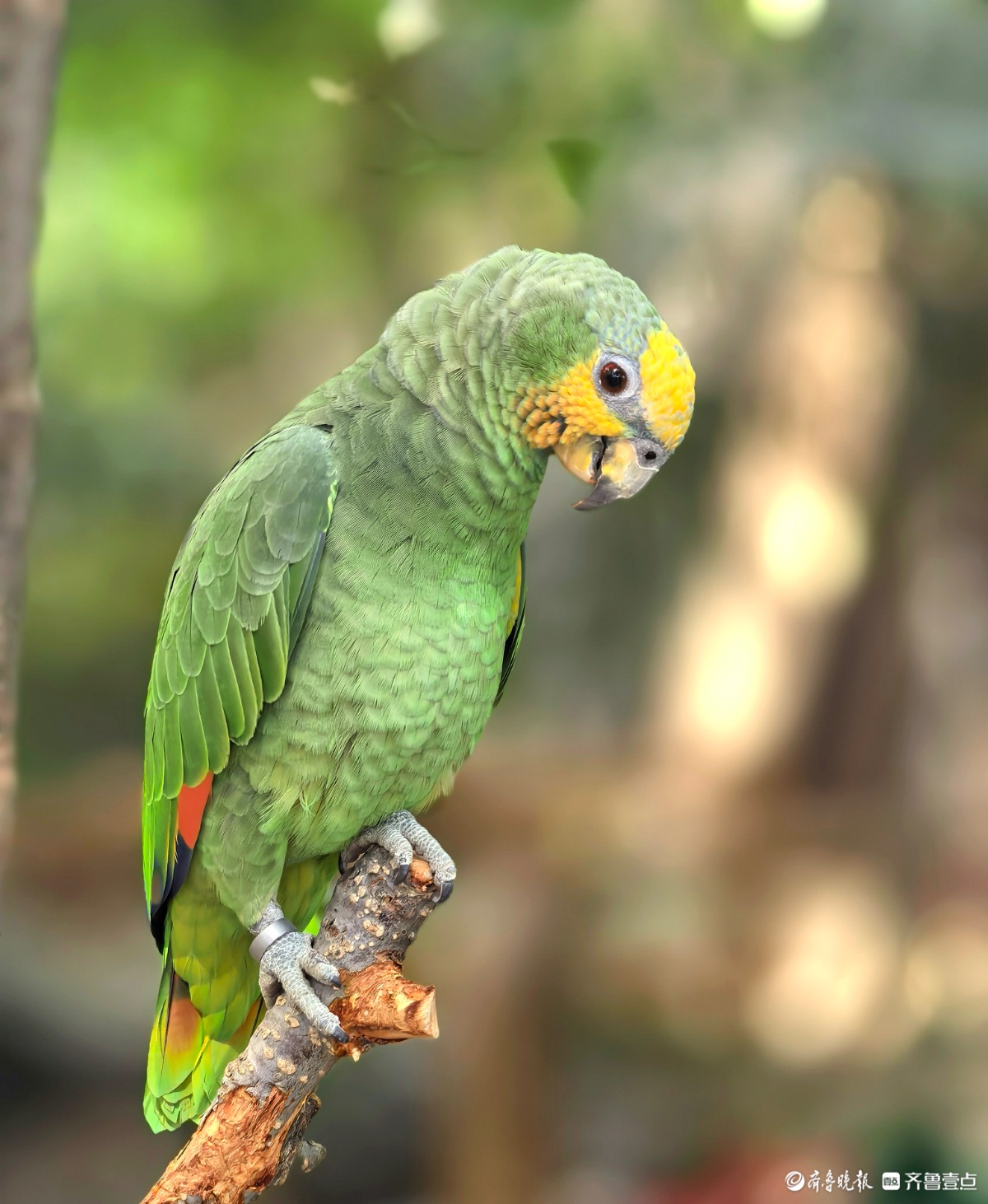 日照“热带雨林”里花红叶绿，游人如织