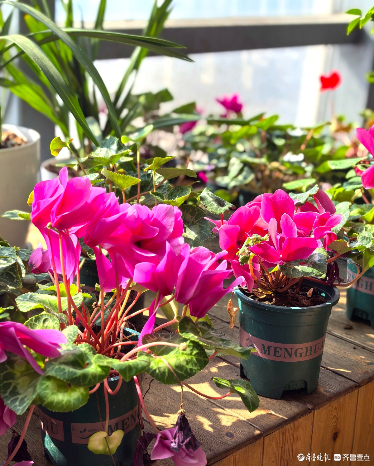 日照“热带雨林”里花红叶绿，游人如织